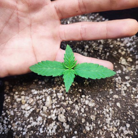 Mary Jane growlog timeline photo