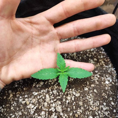 Mary Jane growlog timeline photo