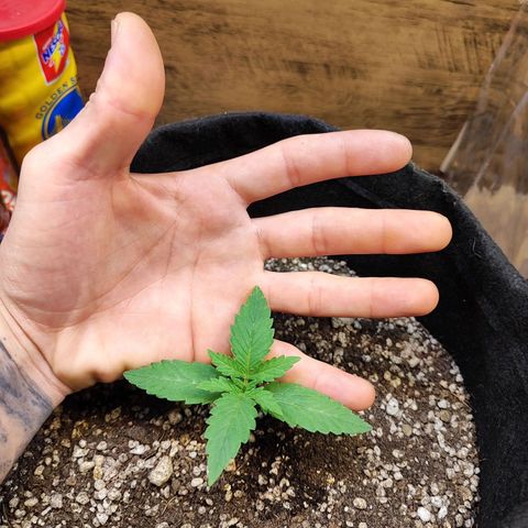 Mary Jane growlog timeline photo