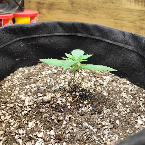 Mary Jane growlog timeline photo