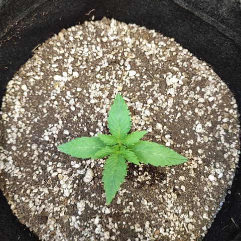 Mary Jane growlog timeline photo