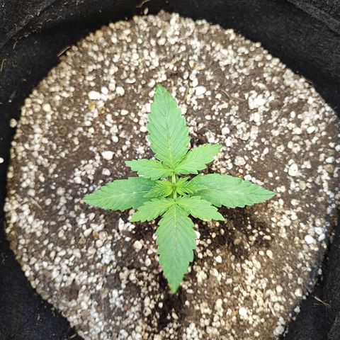 Mary Jane growlog timeline photo