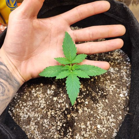 Mary Jane growlog timeline photo