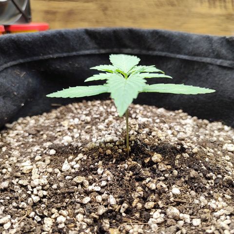 Mary Jane growlog timeline photo