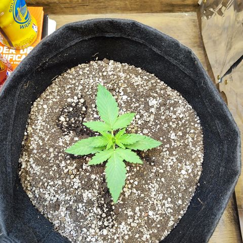 Mary Jane growlog timeline photo
