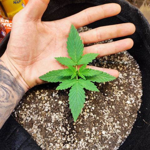Mary Jane growlog timeline photo