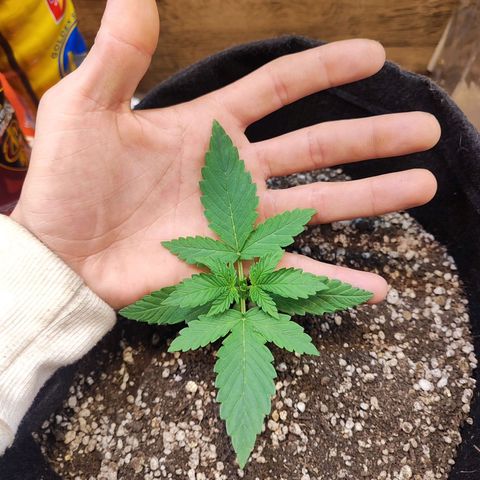 Mary Jane growlog timeline photo