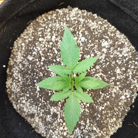 Mary Jane growlog timeline photo
