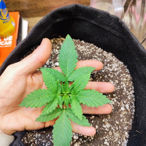 Mary Jane growlog timeline photo