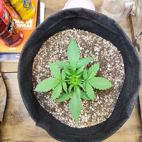 Mary Jane growlog timeline photo