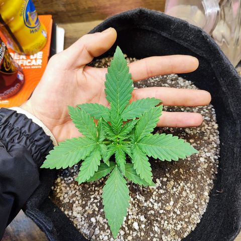 Mary Jane growlog timeline photo