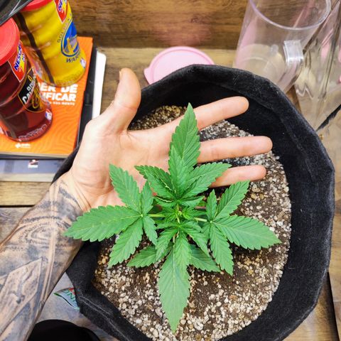 Mary Jane growlog timeline photo