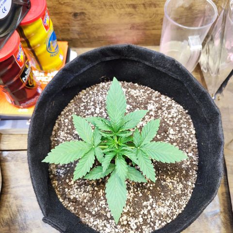 Mary Jane growlog timeline photo
