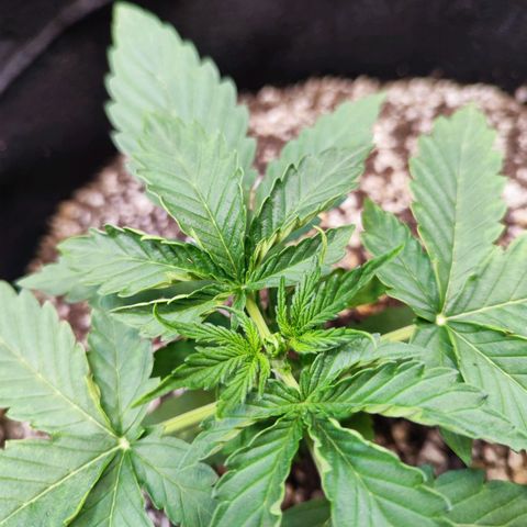 Mary Jane growlog photo: Folhas enrugando por causa do calor, n travou