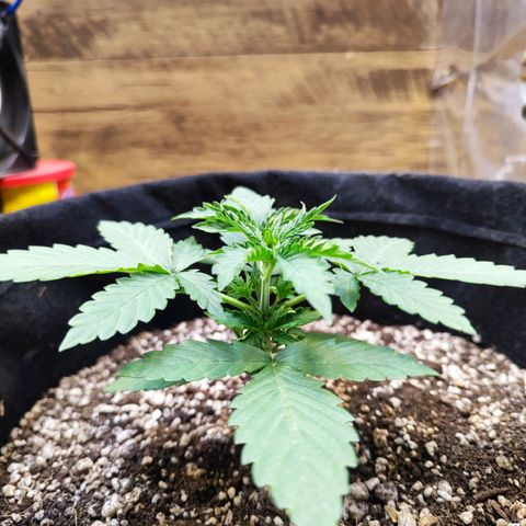 Mary Jane growlog photo: Folhas enrugando por causa do calor, n travou