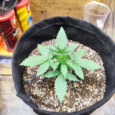 Mary Jane growlog photo: Folhas enrugando por causa do calor, n travou