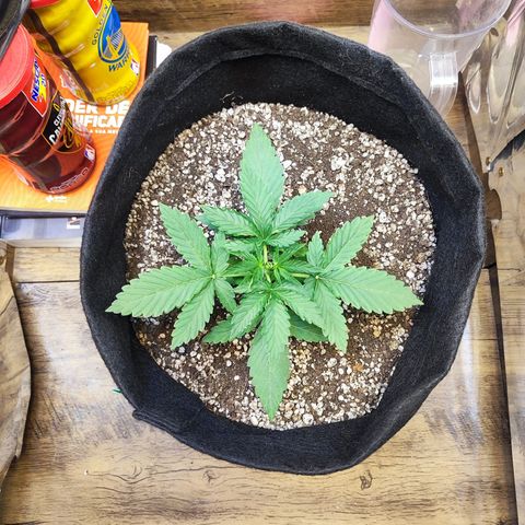 Mary Jane growlog timeline photo