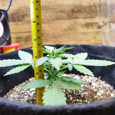 Mary Jane growlog timeline photo