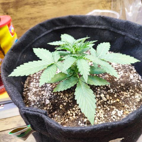 Mary Jane growlog timeline photo