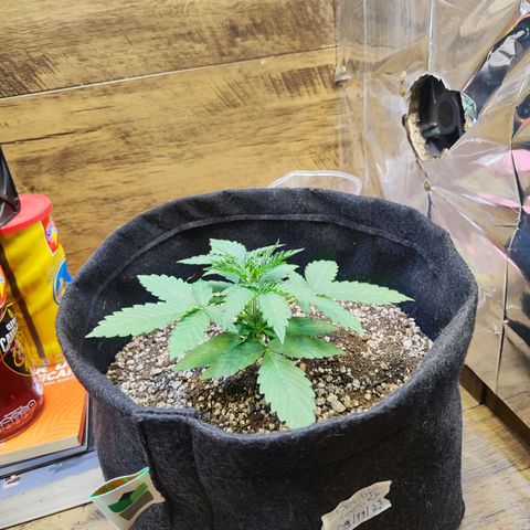 Mary Jane growlog timeline photo
