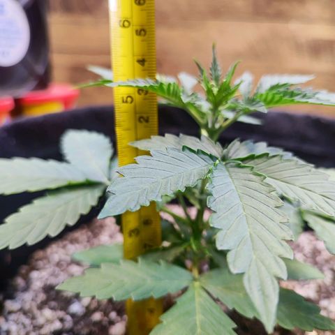 Mary Jane growlog timeline photo