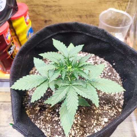 Mary Jane growlog timeline photo