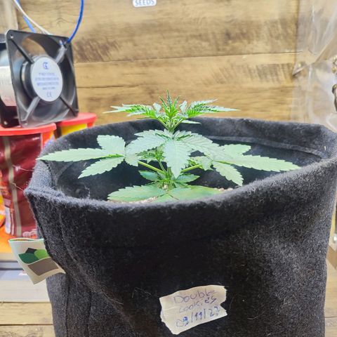Mary Jane growlog timeline photo