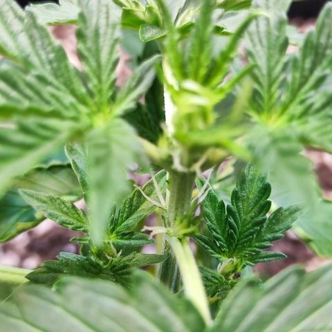Mary Jane growlog timeline photo