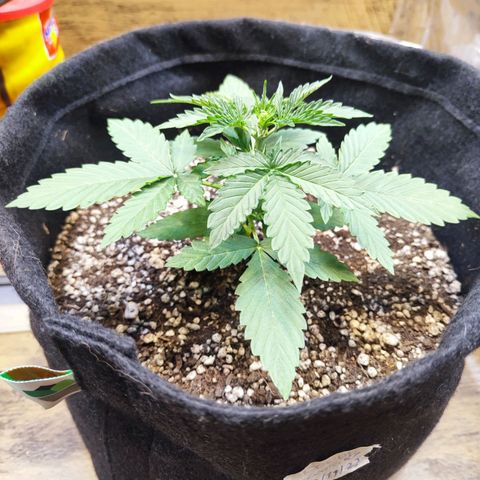 Mary Jane growlog timeline photo