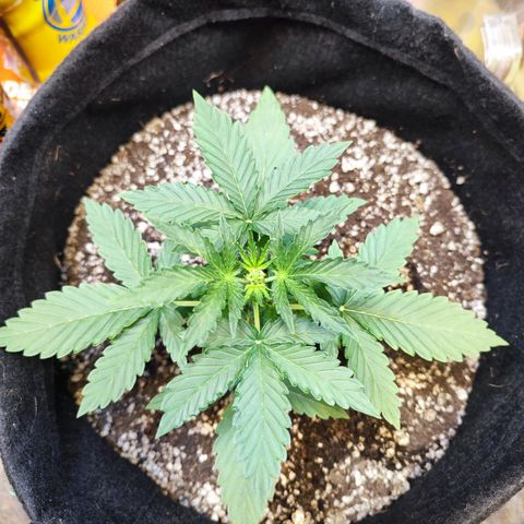 Mary Jane growlog timeline photo