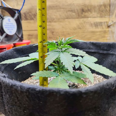 Mary Jane growlog timeline photo