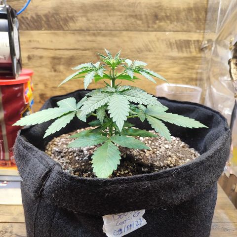 Mary Jane growlog timeline photo
