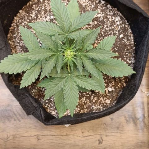 Mary Jane growlog timeline photo