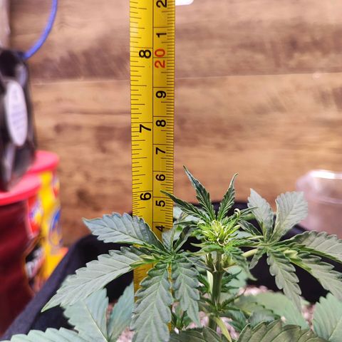 Mary Jane growlog timeline photo