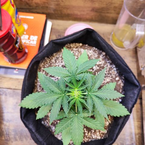 Mary Jane growlog timeline photo