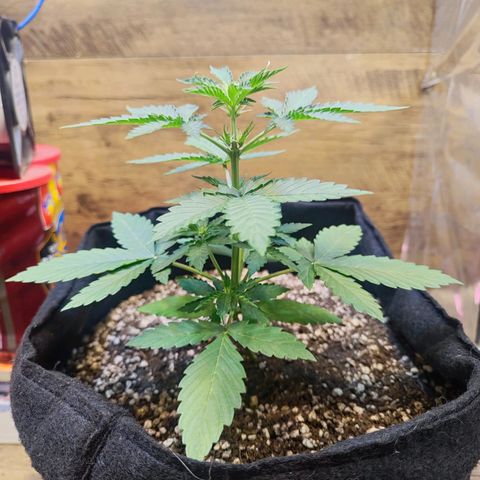 Mary Jane growlog timeline photo