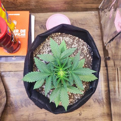 Mary Jane growlog timeline photo