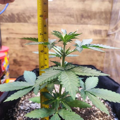 Mary Jane growlog timeline photo