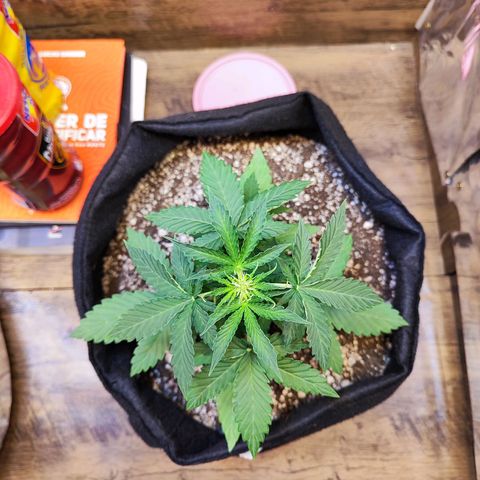 Mary Jane growlog timeline photo
