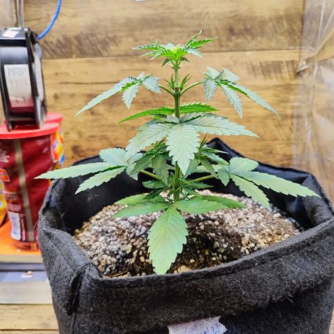 Mary Jane growlog timeline photo