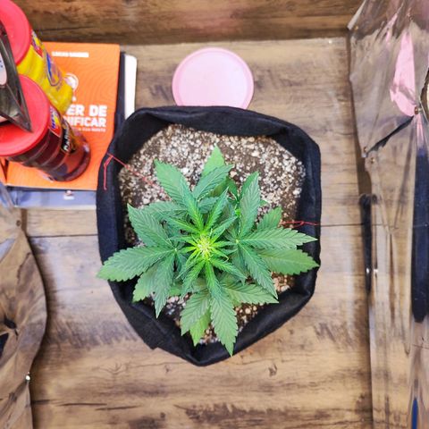 Mary Jane growlog timeline photo