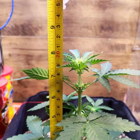 Mary Jane growlog timeline photo