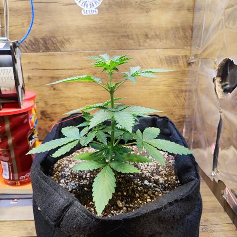 Mary Jane growlog timeline photo
