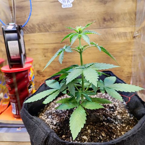 Mary Jane growlog timeline photo