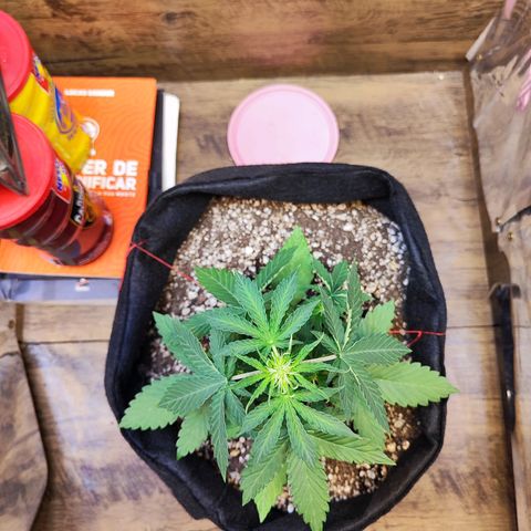 Mary Jane growlog timeline photo