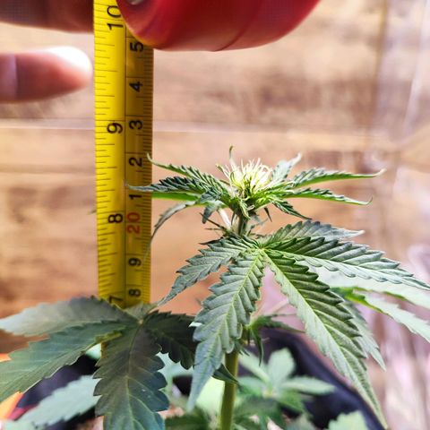 Mary Jane growlog timeline photo
