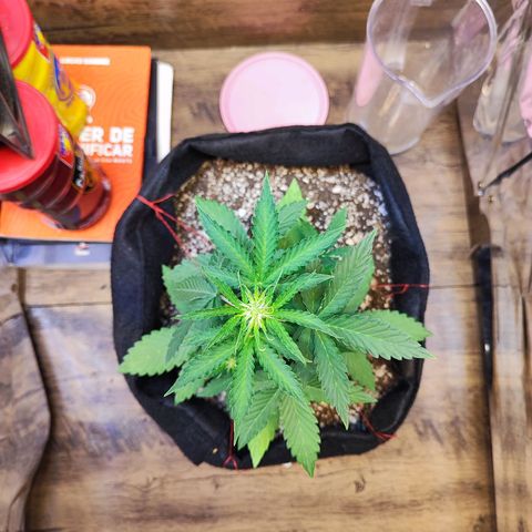 Mary Jane growlog timeline photo