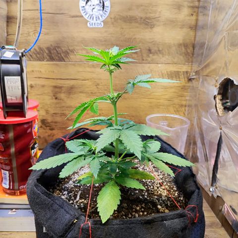 Mary Jane growlog timeline photo