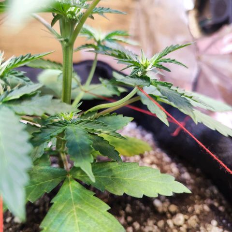 Mary Jane growlog timeline photo