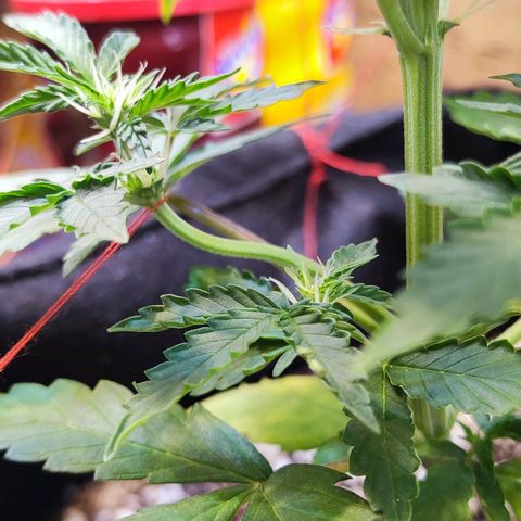 Mary Jane growlog timeline photo